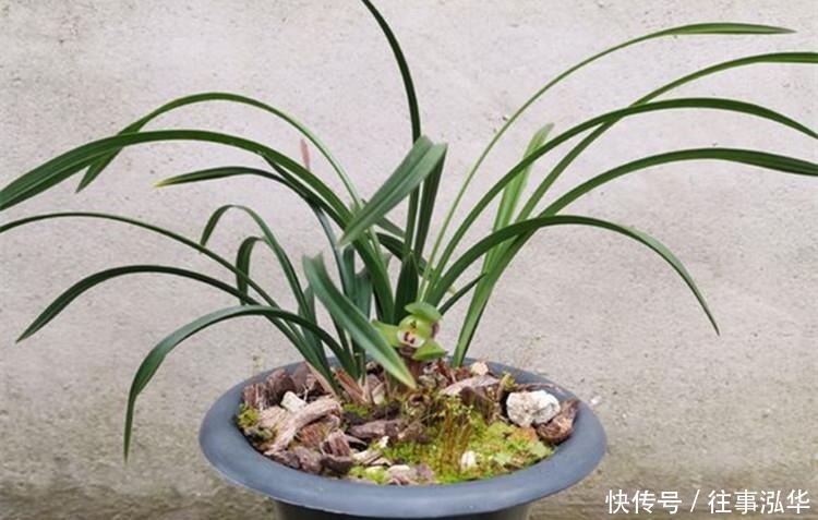 花友|养兰花,给它喷点“生根水”,大白根直冒,长得肥肥壮壮!