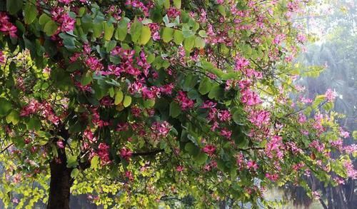 红花羊蹄甲是美丽的观赏树木 花大 紫红色 花香 快资讯