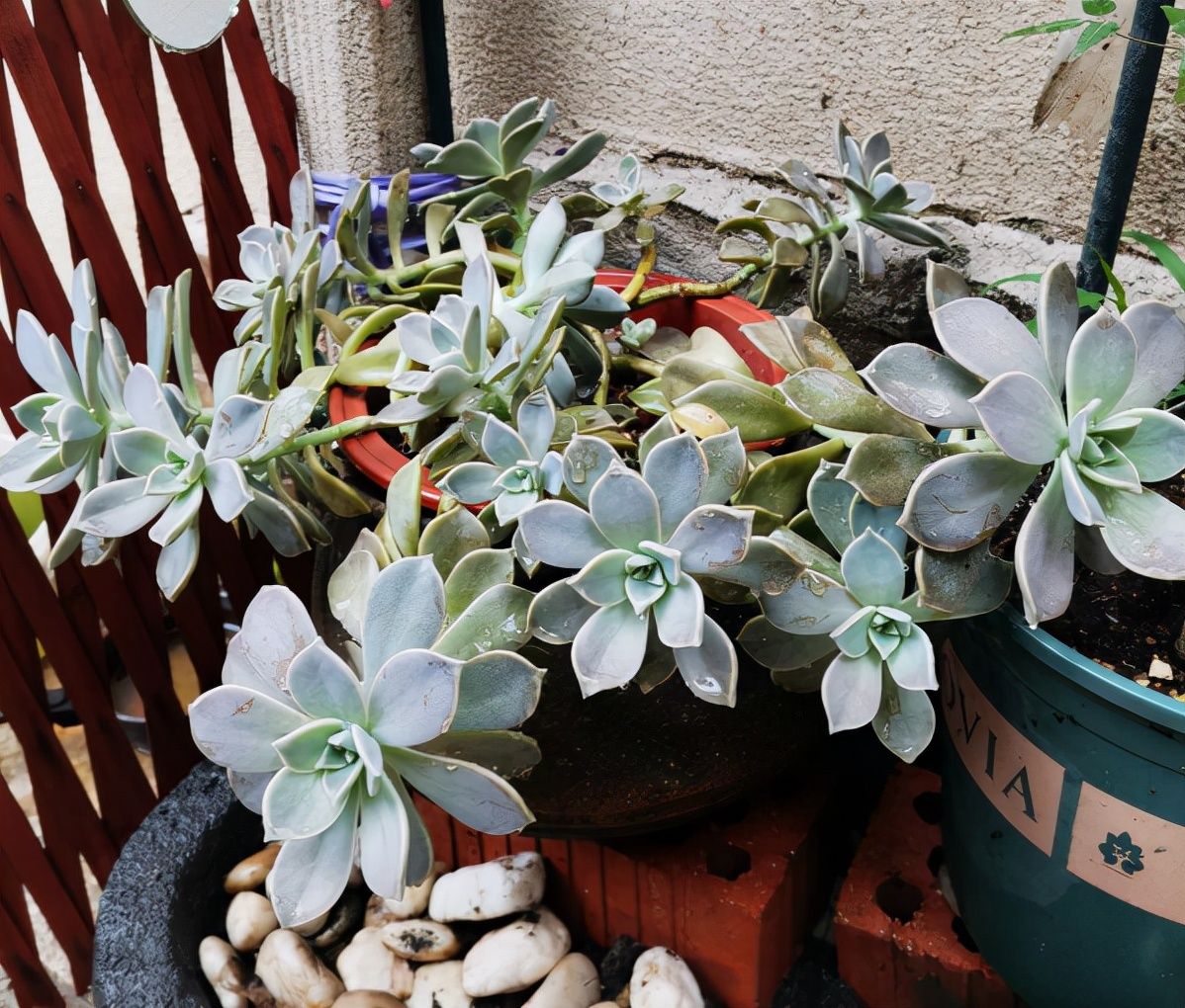 阳台上|10种多肉，正适合封闭小阳台，养起来爆盆特别快