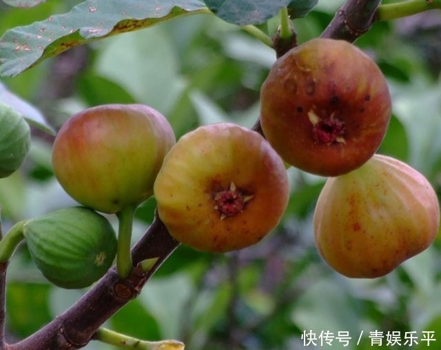 鄉(xiāng)間趣事山上一“野樹”,果子當(dāng)零食,葉子當(dāng)藥草,全身都是寶