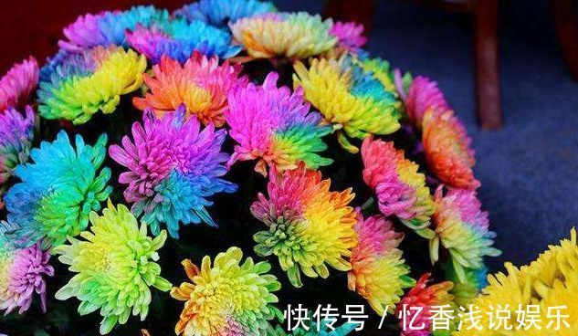 这几款菊花,养在家中幽香四溢,花色妖艳妩媚,花朵烂漫迷人眼