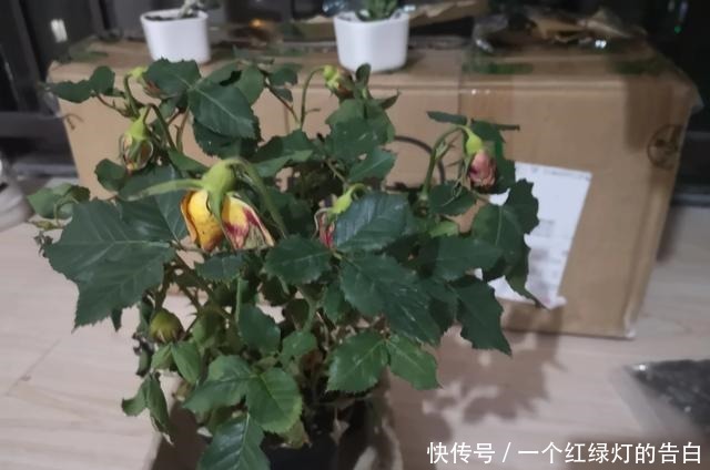 刚入手的月季,有1点不要做,新手经常犯的错误,月季容易死掉!