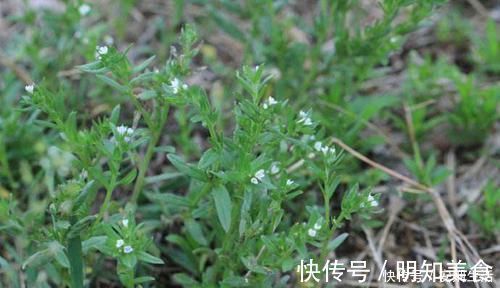 水沟|这种长在水沟边的野草，叶片上都是毛，不仅能强筋骨，还能治胃痛