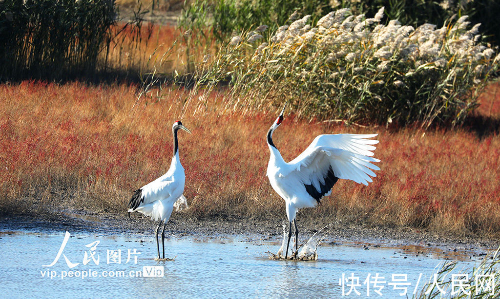 盘锦|辽宁盘锦：辽河口湿地红滩鹤曼舞