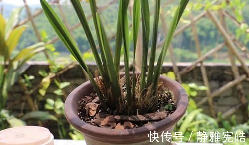 养兰花,“掐准”此4点,植株更长寿、年年开花
