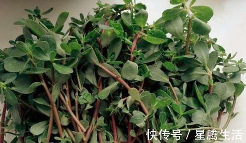 抗生素|马齿笕加1物,白发变黑发,根和叶子哪个好?用对才“事半功倍”