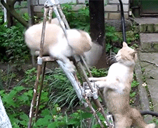 |搞笑动图:猫爪乱舞,别以为我好欺负!