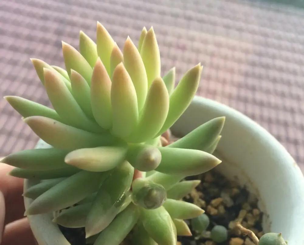 浇水|最好养的多肉名单公布,肥美又鲜艳,其中蛛丝卷绢像一张蜘蛛网