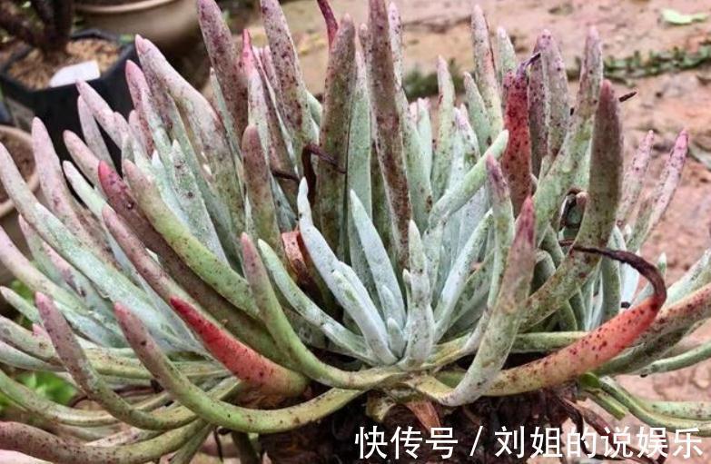 养仙女杯多肉爱杜丽丝，3个细节把控好，茎叶茂盛又美丽
