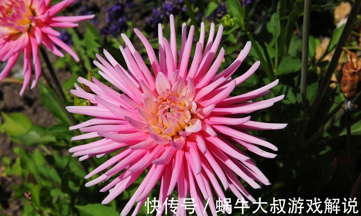 寒霜#诗词:一花开晚遇寒霜,怒把寒霜来化妆