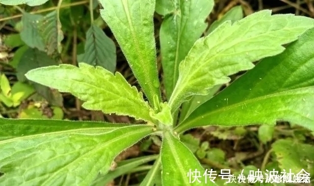 中草药|农村一种野草，农民很讨厌，却是极品中草药，止血效果非常好