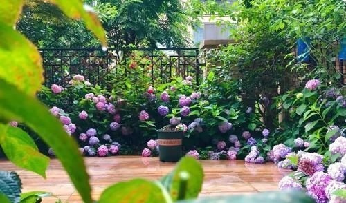 “最累”的8种花,花开连续几个月,一次开花几百朵!