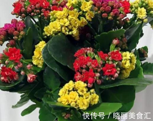 生长肥|长寿花开花期间要施肥吗,施什么肥好