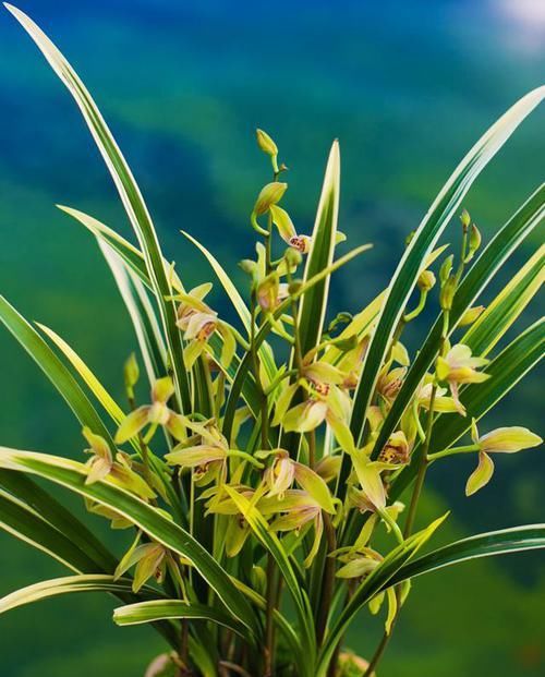  获奖|因叶片而多次获奖的兰花，勤花勤草，香味浓郁，落地就能生根