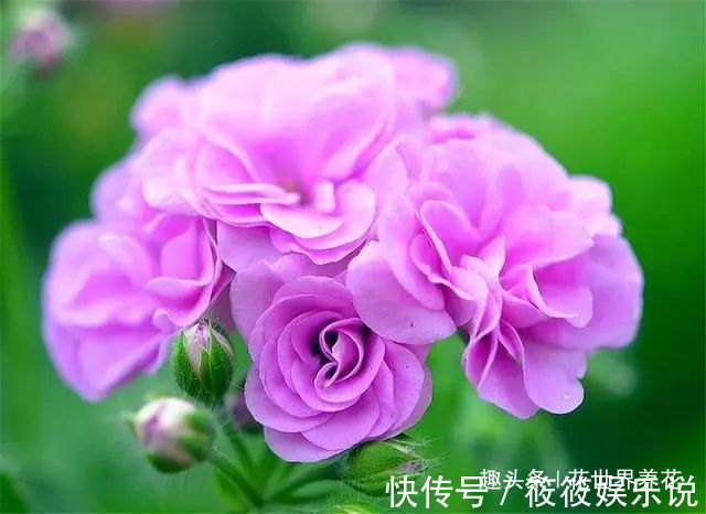 家庭养天竺葵,牢记“3多1少”,叶子大开花多,一次能开3个月