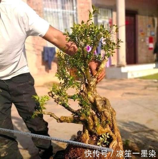 木桩|野外一种“脱皮木桩”称为“富贵之木”,养成盆栽,价格让人窃喜!