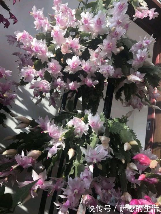 发酵|老花匠：扔4种“东西”，就是扔钱，比花肥还好用，不花钱！