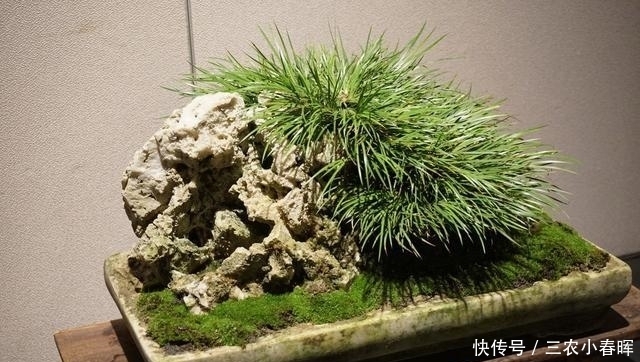 养一盆小众盆景——菖蒲养殖方法(新手必备)
