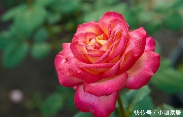 植株|月季催花，用花多多2号还是磷酸二氢钾，两者有什么区别？