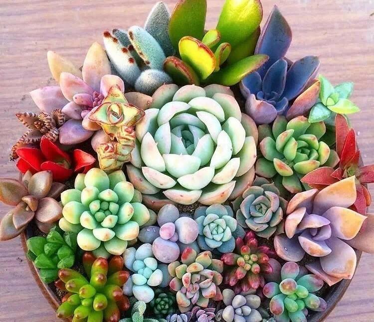 新手养多肉,常犯几种错误,难怪始终长不出状态