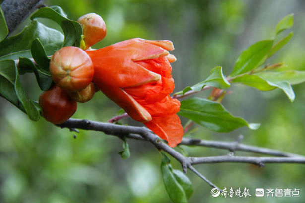 齐鲁|花开齐鲁｜美！泰山彩石溪绿叶成荫花满枝，“榴”光溢彩别样红