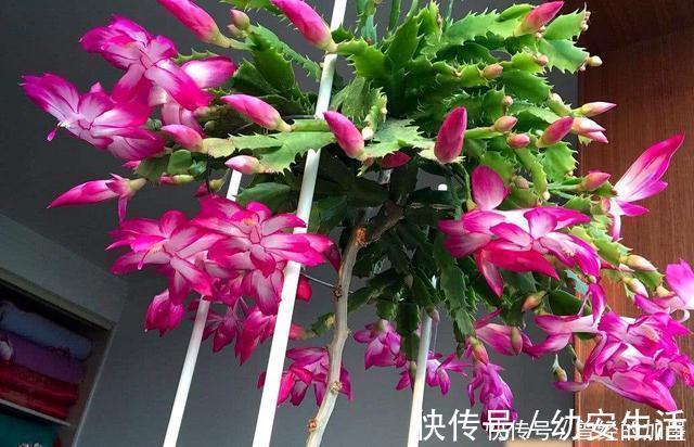 此4种花，随便摘片叶子都能繁殖一棵，轻松爆盆，阳台变花园