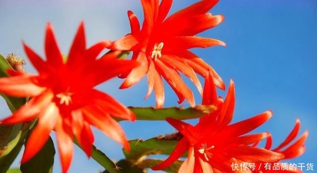 对于蟹爪兰这“2点”虽不致命,但是,严重抑制了它的生长!