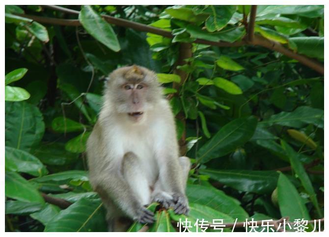生活环境|出生在1968年的生肖猴，中年之后能够日进斗金