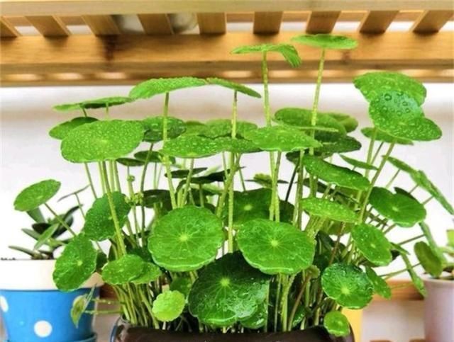 客厅养花,就养这“2种”,好养易活又耐看,比富贵竹、发财树强