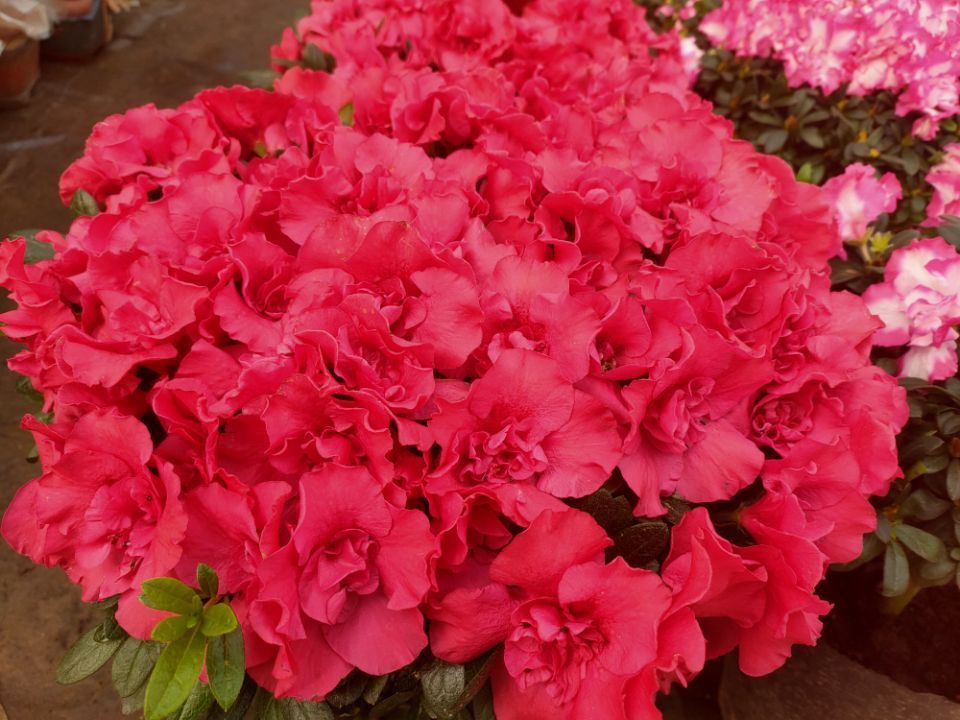 冬季养护杜鹃花，做好4个小“细节”，株型美观，花朵成簇