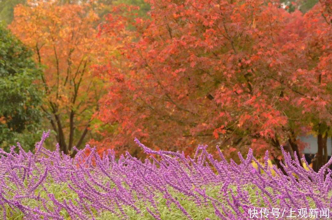 花开海上秀|金山这里的红叶都“疯”了，还不快去打卡这片“红海”