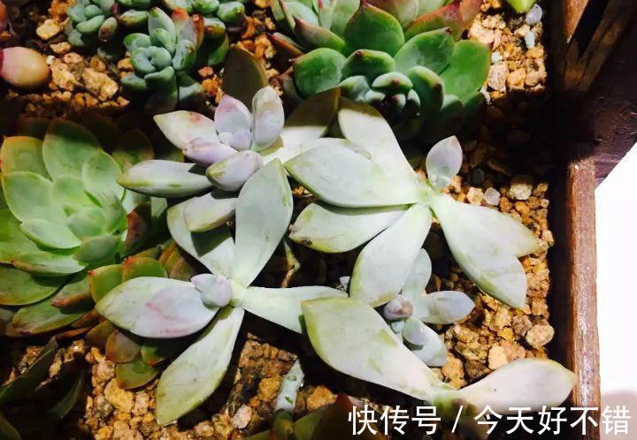 天冷了,多肉的6个求救信号,再不明白活不过冬天