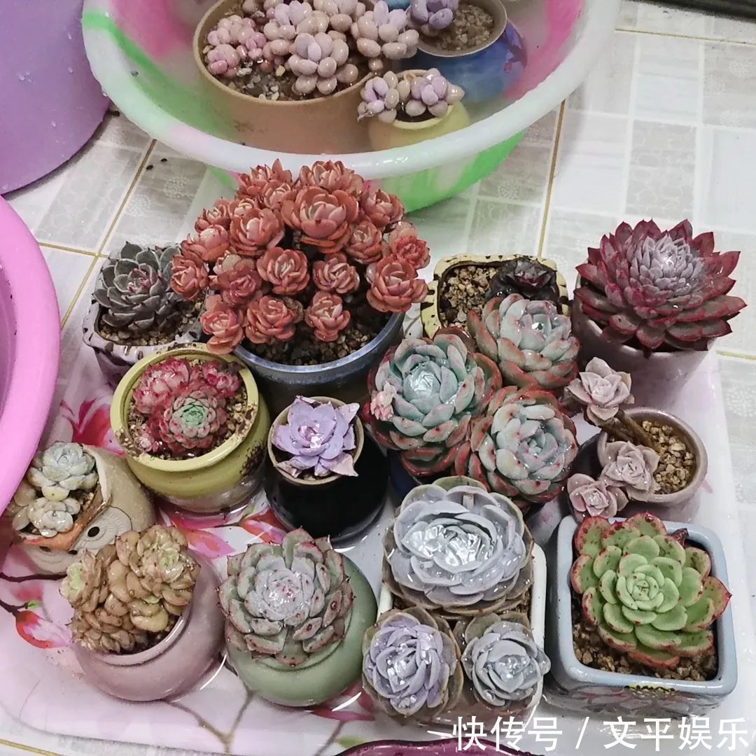 一组逆袭成功的多肉给它时间,它就会给你好看!