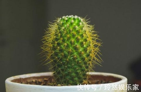 烂根|这9种花冬天别喷水,否则烂根烂叶,后悔都来不及!