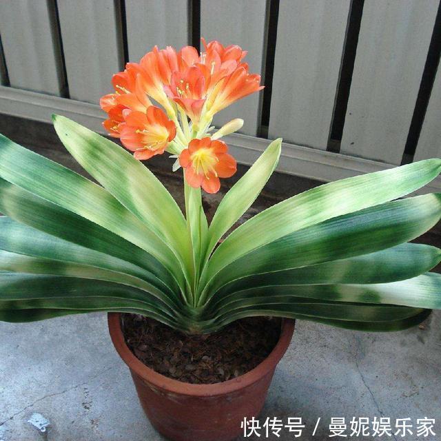 养花|家里君子兰不开花,学会这几种,花苞蹭蹭长