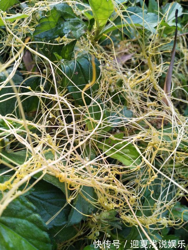 堪称生物入侵的花，千万别在家养，泛滥了可不好收拾