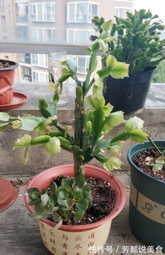仙人掌如何嫁接蟹爪兰教你3个嫁接小妙招，方法对了，开花多3倍