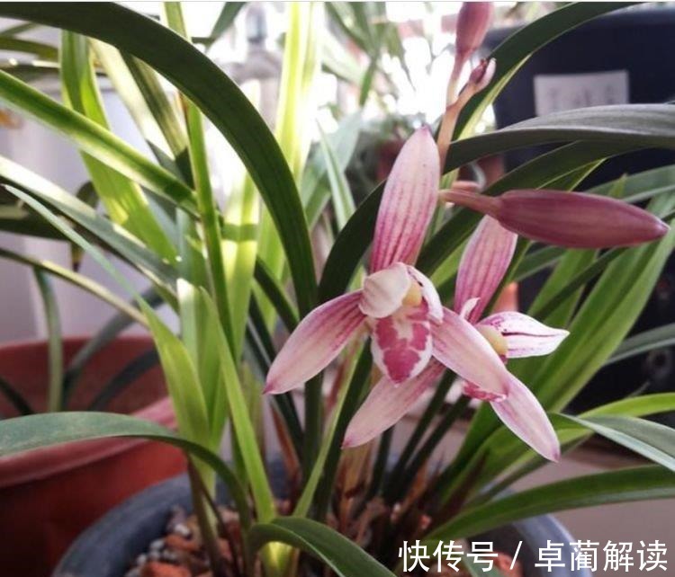 4种花养家里,福旺运旺财更旺,花开不断,还能旺财!