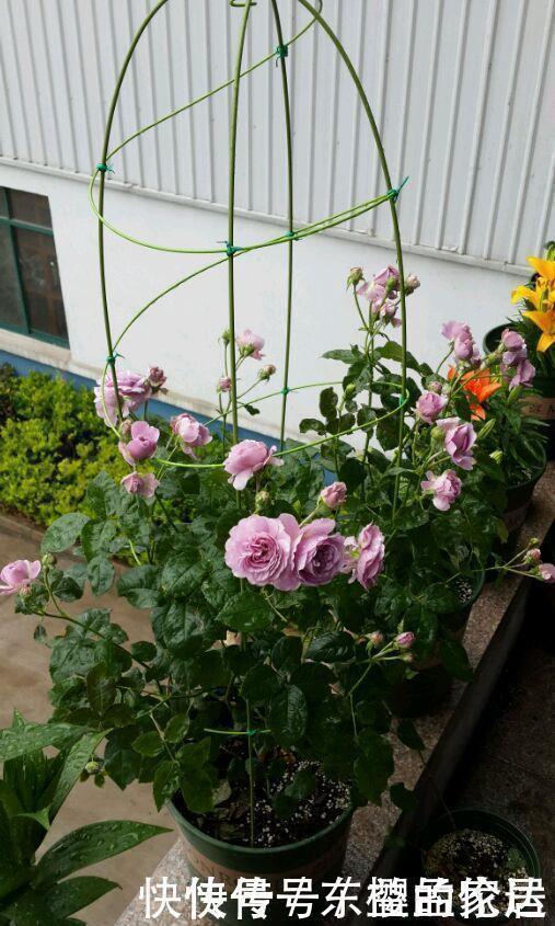 长势最快的藤本植物，一年长成花墙，春夏秋三季开花，阳台变花园