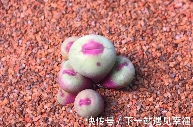 多肉植物|4种不常见却很美艳的多肉,我只养过2种,虽然贵但是不后悔