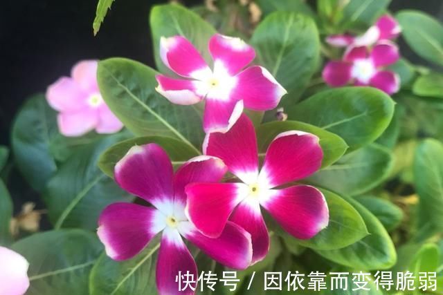 太阳花|7种花适合三伏天,越热越旺,越晒越香,花期长达小半年