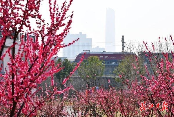 连晴10天？武大赏樱约起！