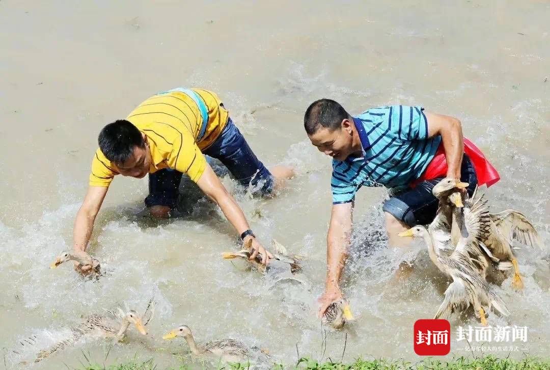 天府$国庆怎么耍？来“天府官塘”瞧一瞧乡村巨变