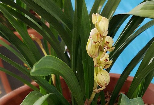 洋兰|哪些兰花一定要低温春化,千万别盲目入手,白花钱