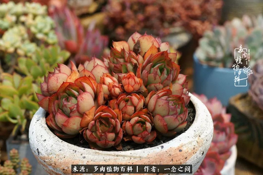 群友聊多肉没有最二只有更二,爆笑百科二群的二货二事!