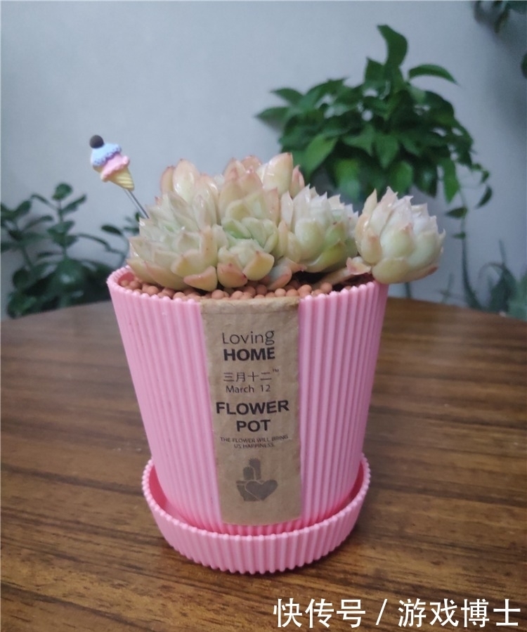 一肉一世界,一方一净土