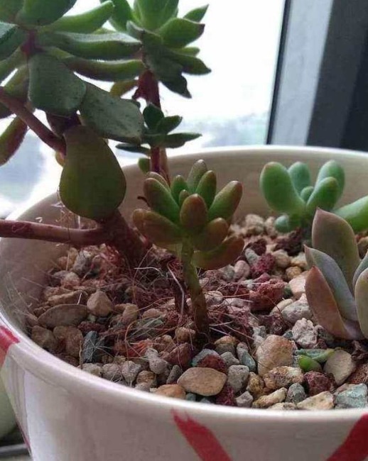 多肉植物夏季出现一种现象,是在向你发求救信号,一定要及时处理