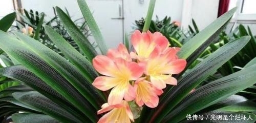 她用一斤香蕉皮把花养爆盆 全年不用施肥 花长得又壮又好开花多 快资讯