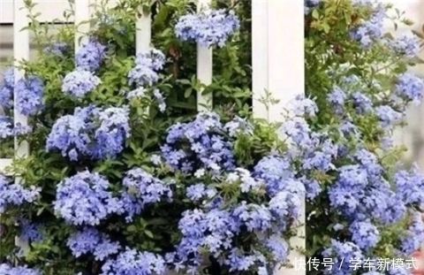 花朵|养5种花，夏天不怕热，花朵蹭蹭开，好看又好养