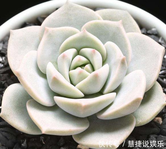 家养多肉,就养这“3种”,叶片肥、颜色艳,养成老桩,价值翻番